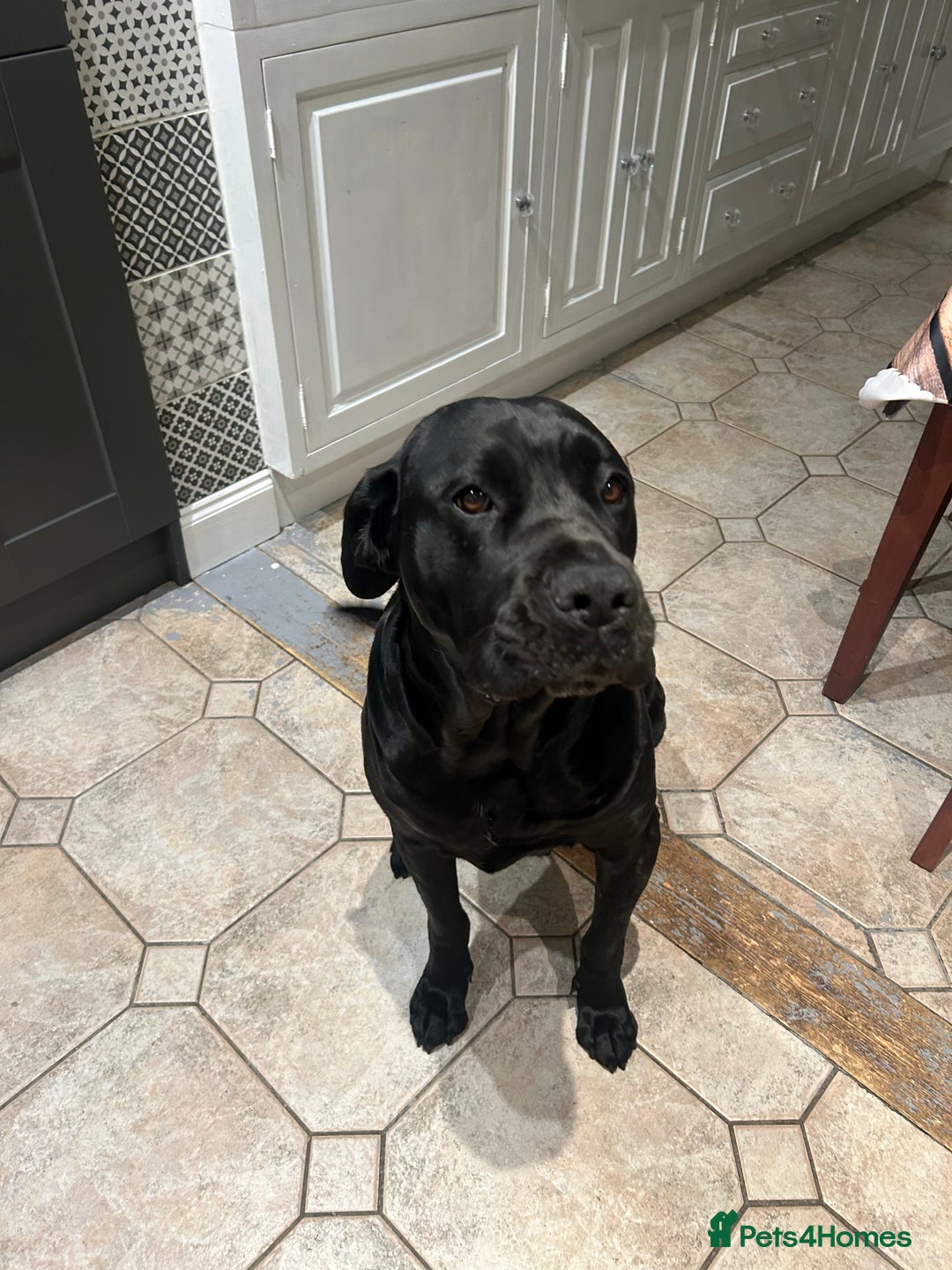 Cane Corso dogs for sale: 5year cane corso female  - Image 1