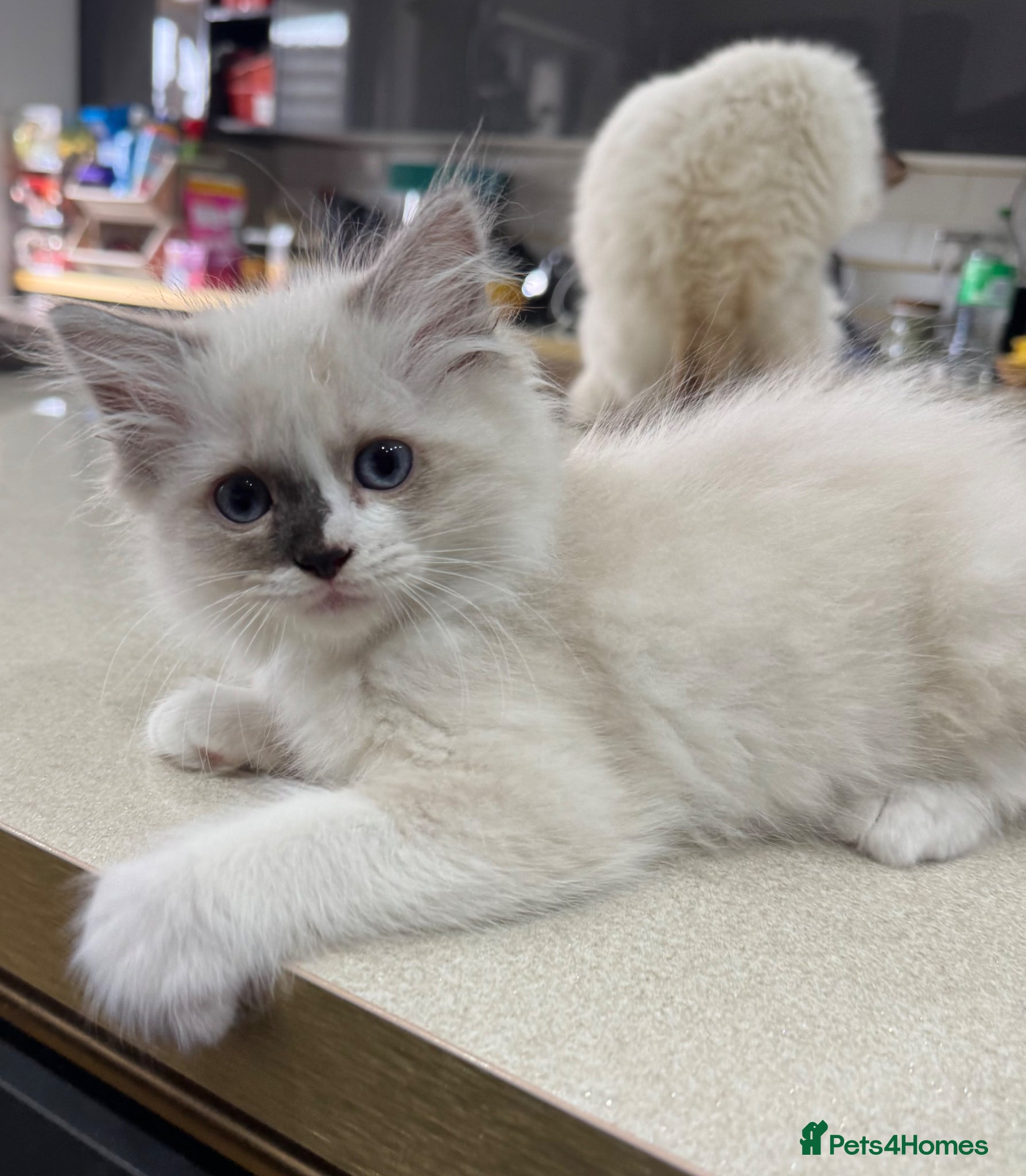 Ragdoll cats for sale: 2 Purebred Ragdoll Kittens  - Advert 4