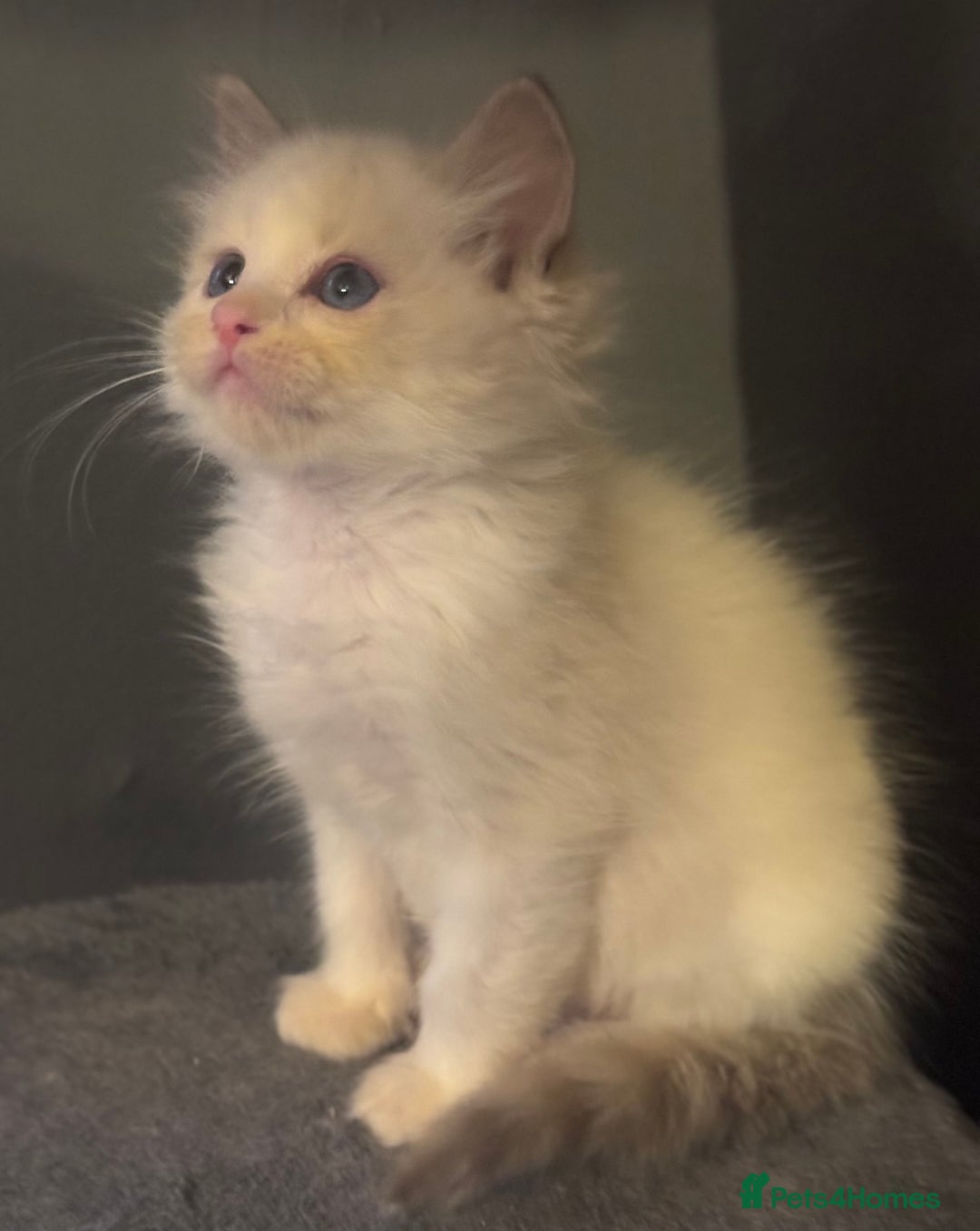 Ragdoll cats for sale: Tica lilac smoke sepia male  - Advert 1