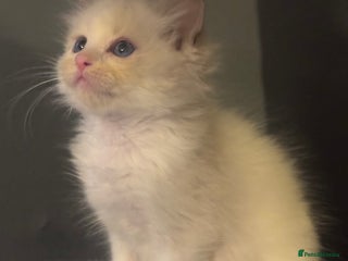 Ragdoll cats Tica lilac smoke sepia male - Advert 7