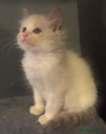 Ragdoll cats Tica lilac smoke sepia male - Advert 1