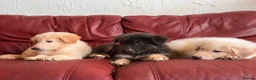 German Shepherd dogs for sale: Stunning quality GSD pups looking for new home!  - Advert 11