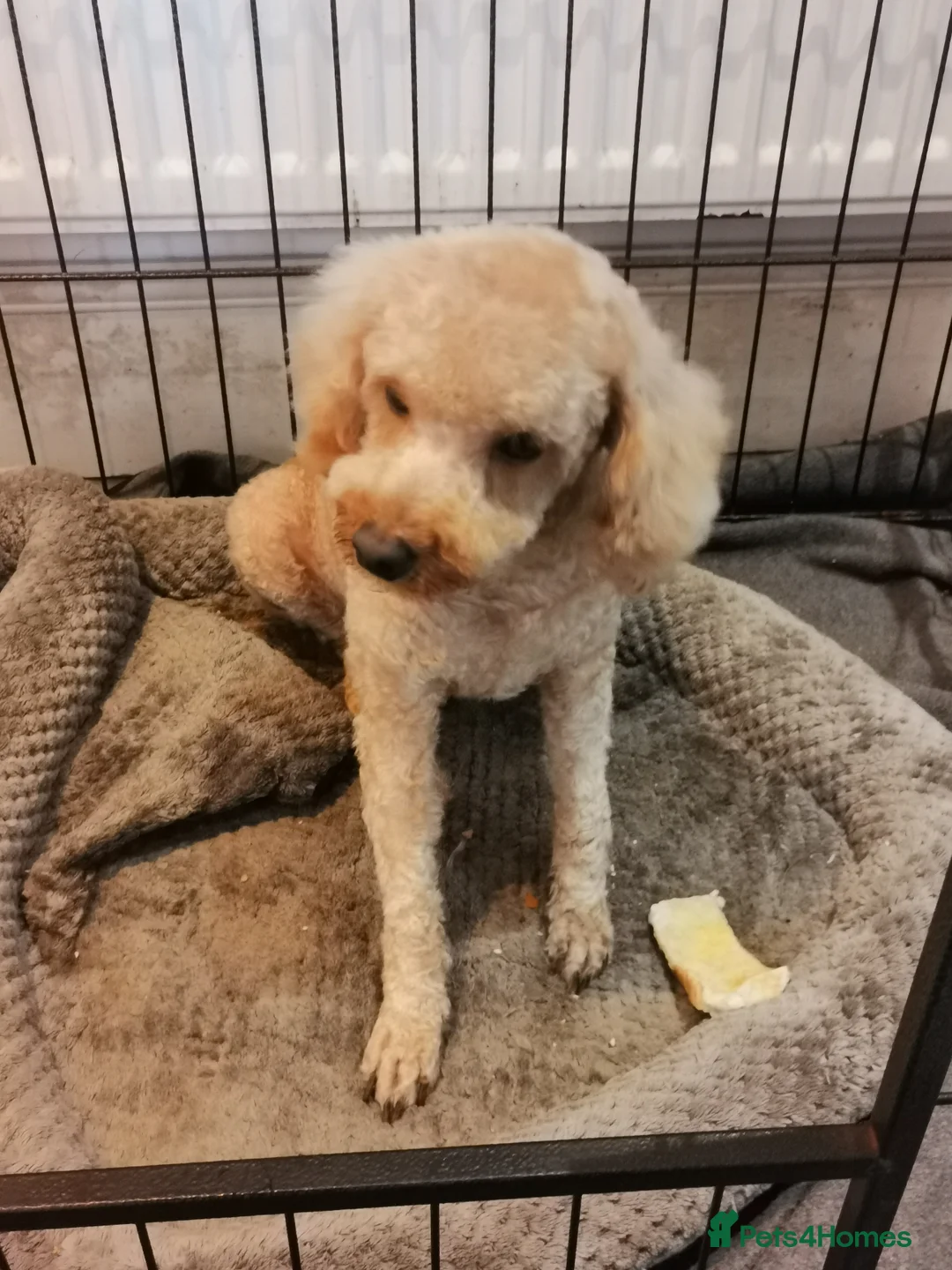 Toy Poodle dogs for sale: HIGH QUALITY KC REGISTERED RED TOY POODLES  - Advert 2