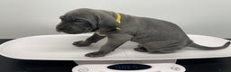 Cane Corso dogs for sale: CANE CORSO TOP QUALITY STRAJANO BLOODLINE FERMINTO - Advert 10