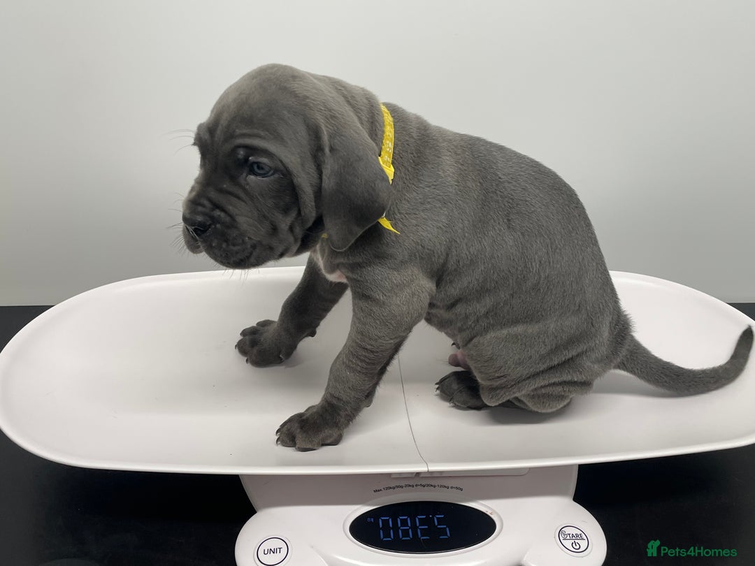 Cane Corso dogs for sale: CANE CORSO TOP QUALITY STRAJANO BLOODLINE FERMINTO - Advert 10