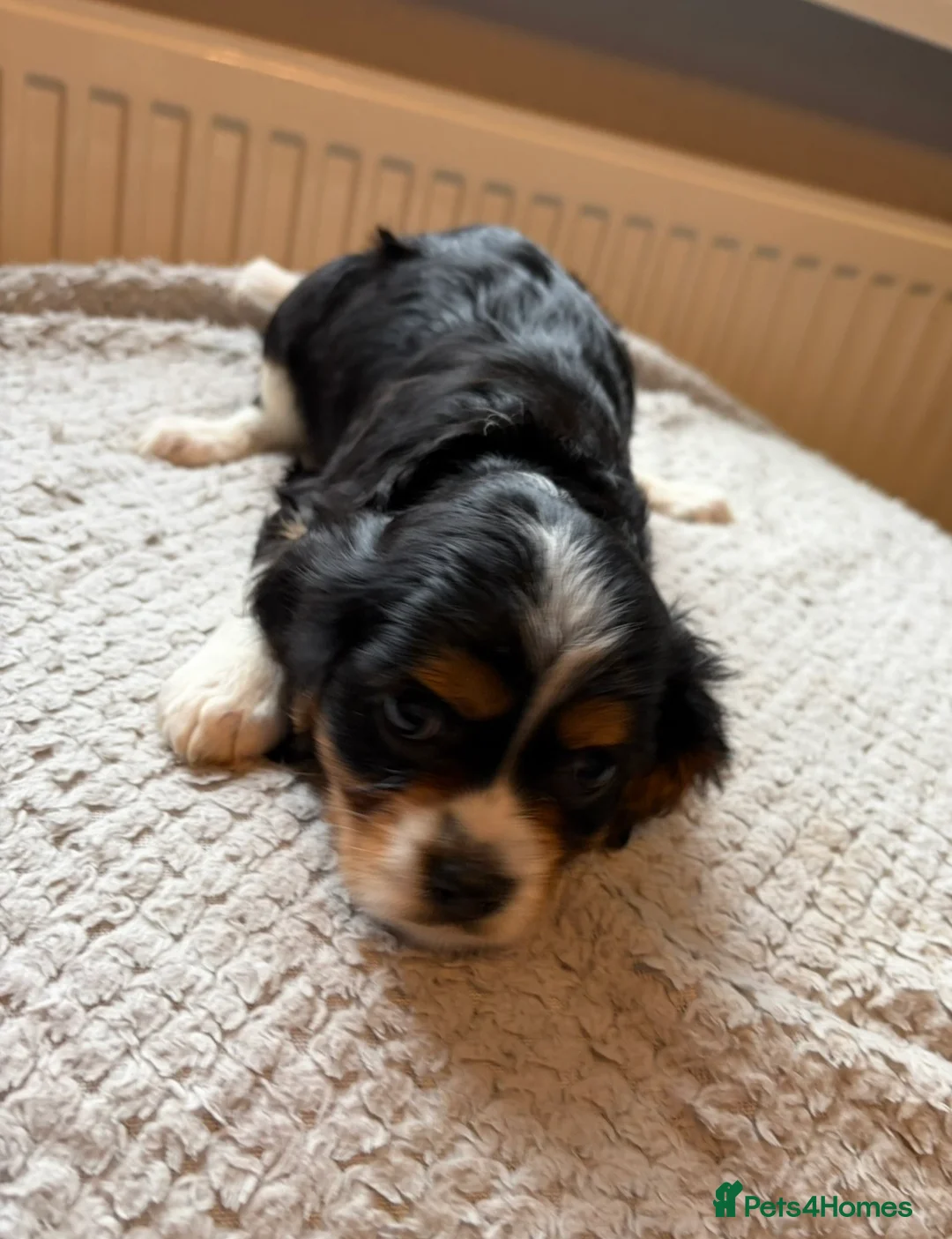 Cavalier King Charles Spaniel dogs for sale: Tri/ Blenheim Cavalier King Charles Puppies ready  - Advert 10