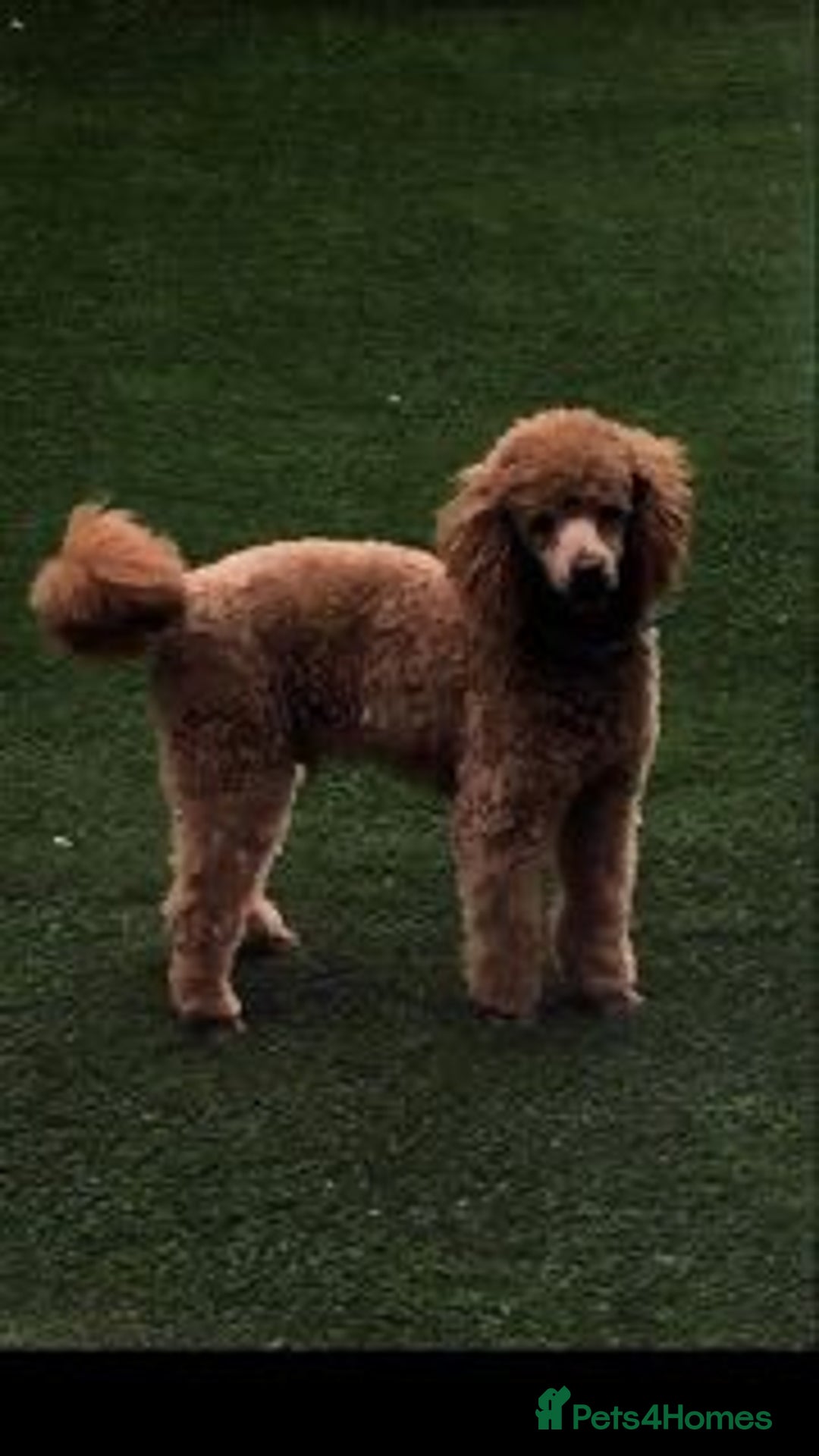 Cockapoo dogs for sale: ADORABLE COCKAPOO PUPPIES  - Advert 22