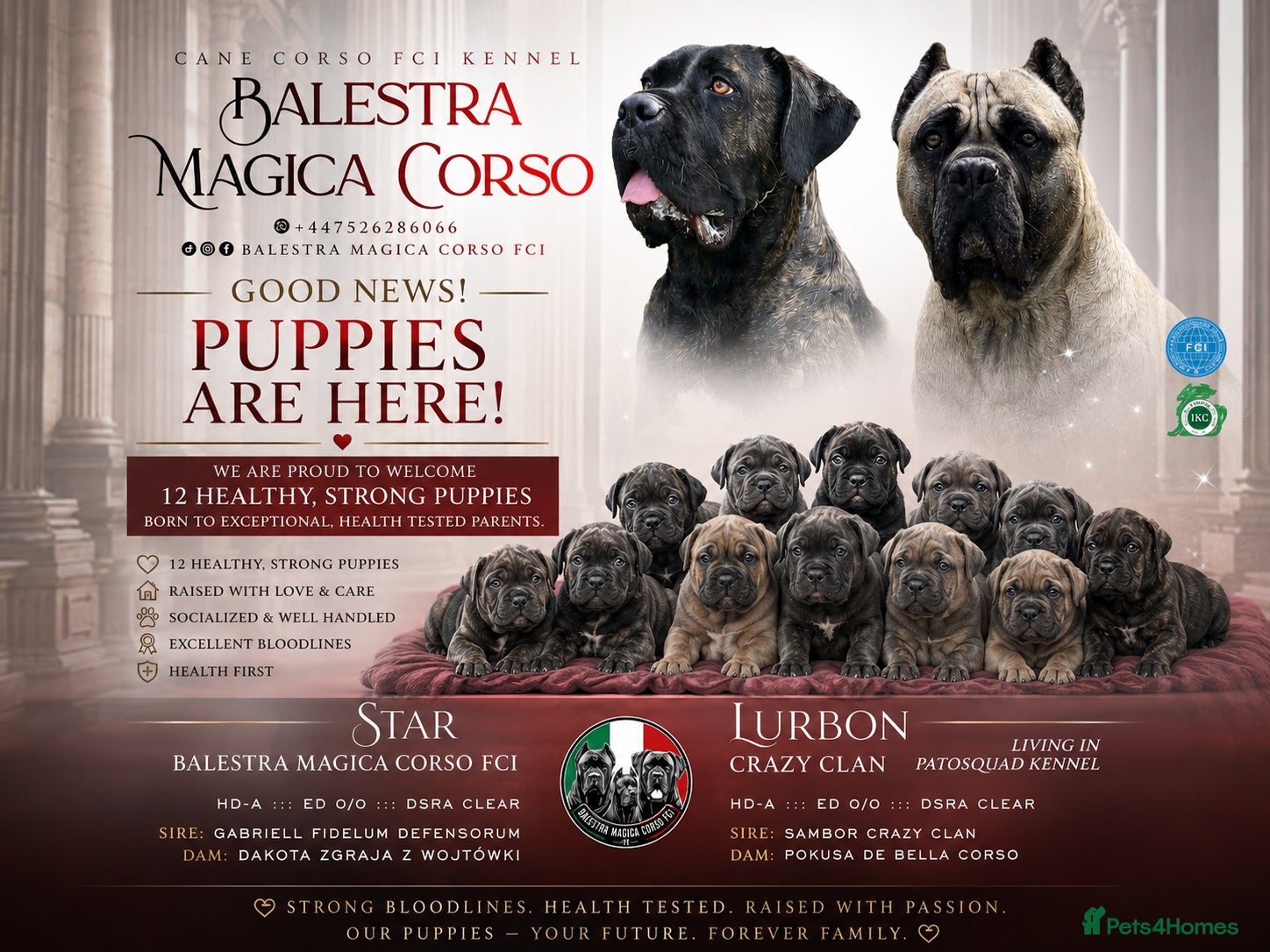 Cane Corso dogs 🐾 LITTER „K” they’re here 🥳 🐾 - Advert 1