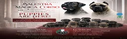 Cane Corso dogs for sale: 🐾 LITTER „K” they’re here 🥳 🐾 - Advert 23