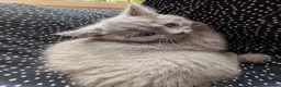 Selkirk Rex cats for sale: 😻 Beautiful Selkirk Rex Kittens 😻 - Advert 13