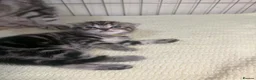 Scottish Fold cats for sale: Scottish fold kittens  - Advert 17