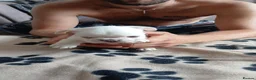 French Bulldog dogs for sale: French bulldog puppies  - Advert 16