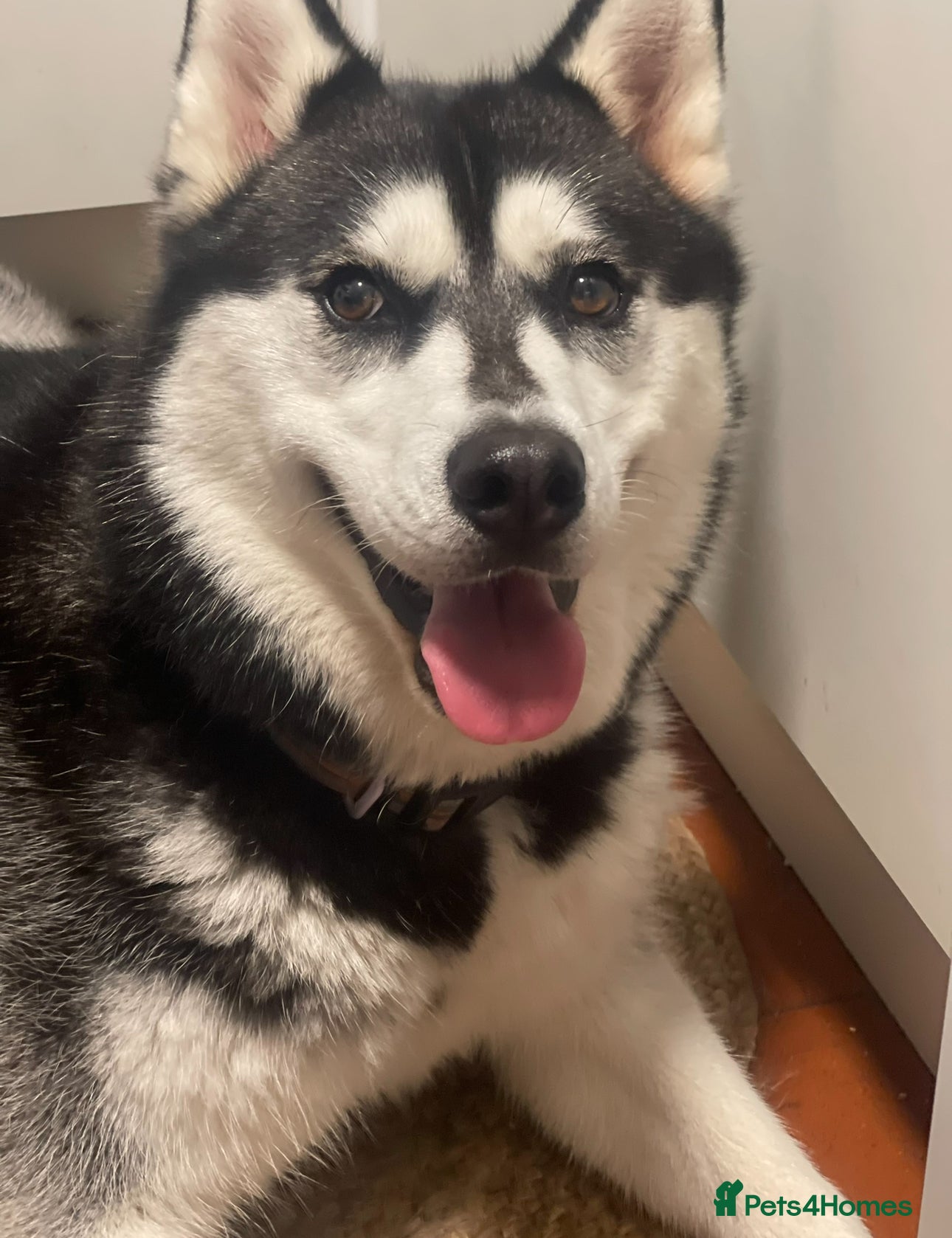 Siberian Husky dogs Siberian husky  - Advert 1