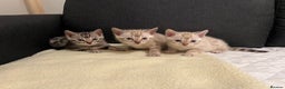 Bengal cats for sale: 🐾 TICA Registered Bengal Kittens  - Advert 6