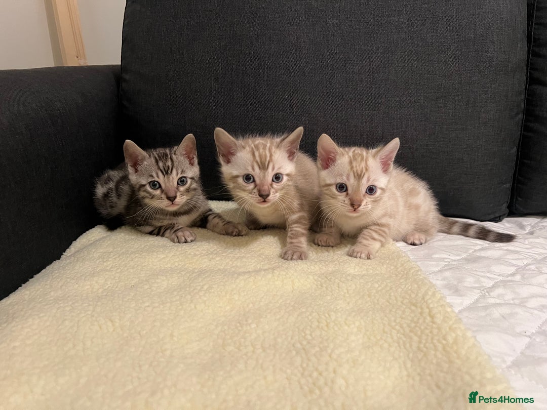 Bengal cats for sale: 🐾 TICA Registered Bengal Kittens  - Advert 6