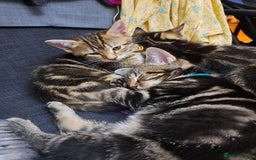 Mixed Breed cats for sale: 5 beautiful kitten ready to go. (Price negotiable) - Image 7