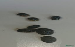 Snails fish for sale: Freshwater  nerite snails  - Image 12