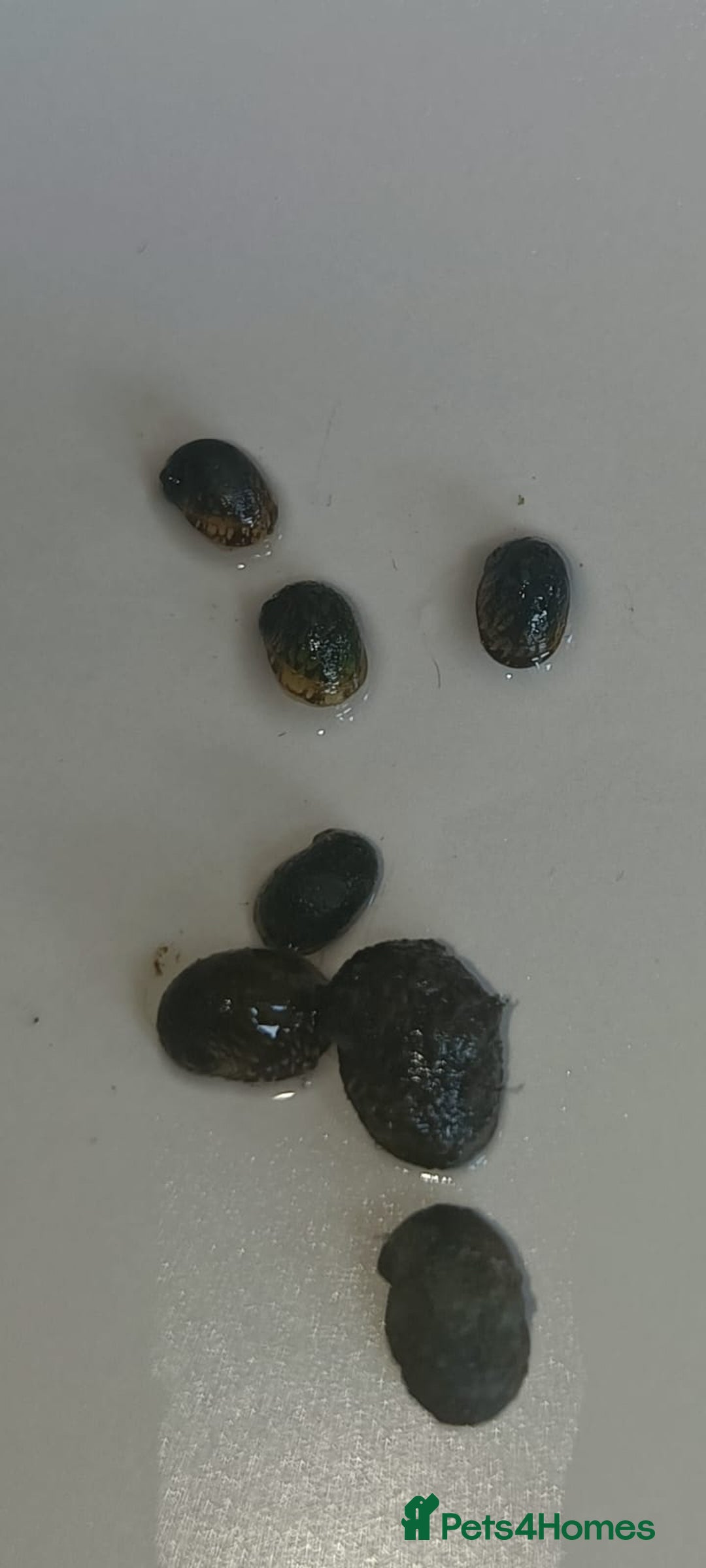 Snails fish for sale: Freshwater  nerite snails  - Image 12