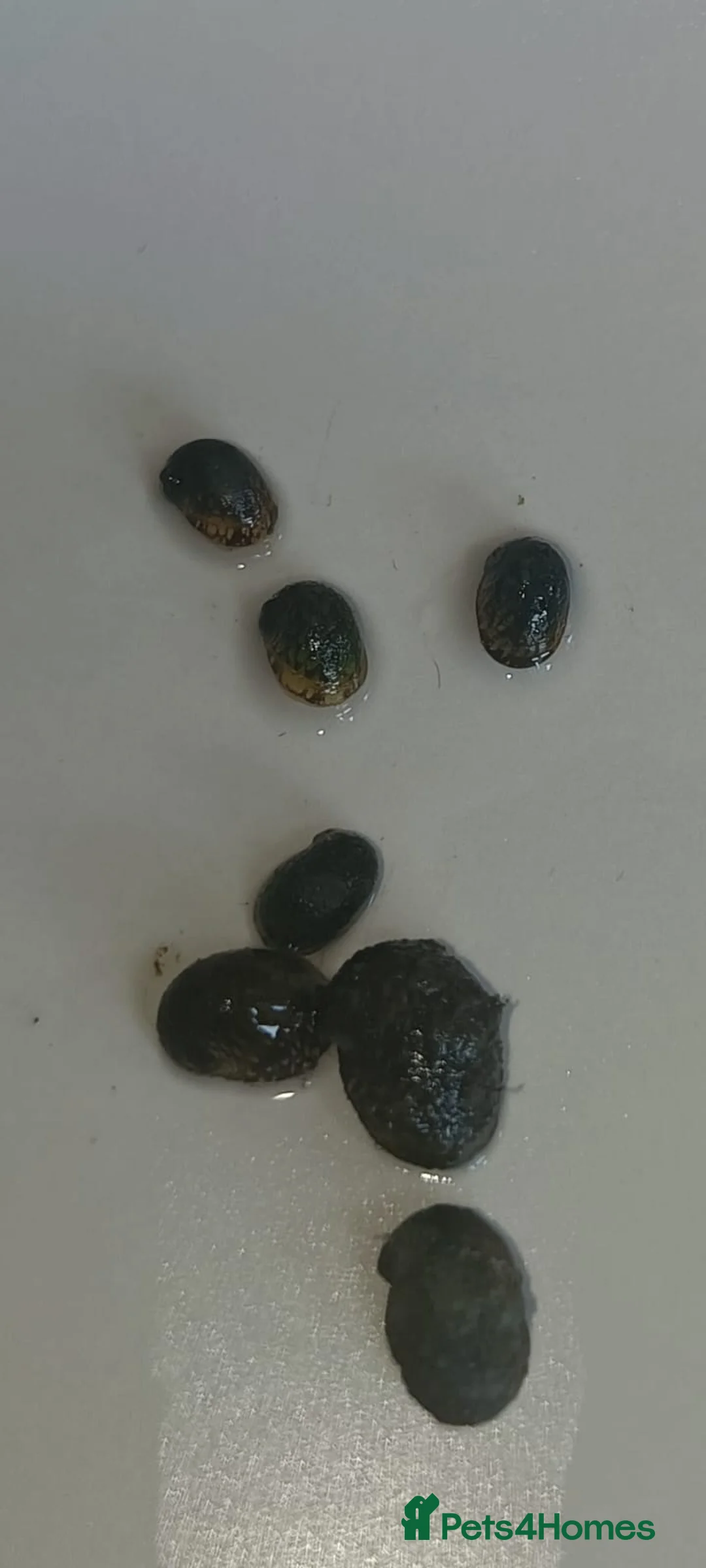 Snails fish for sale: Freshwater  nerite snails  - Advert 12