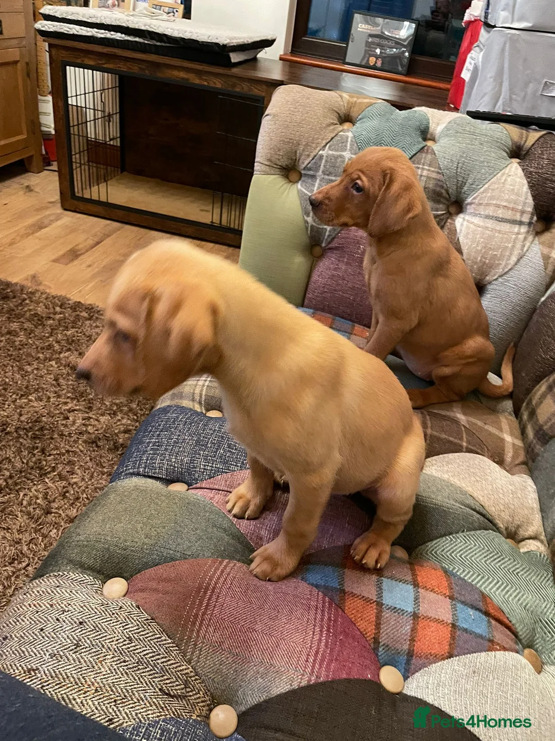 Labrador Retriever dogs for sale: KC Breeder Fox Red Labrador Puppies for sale. - Advert 7