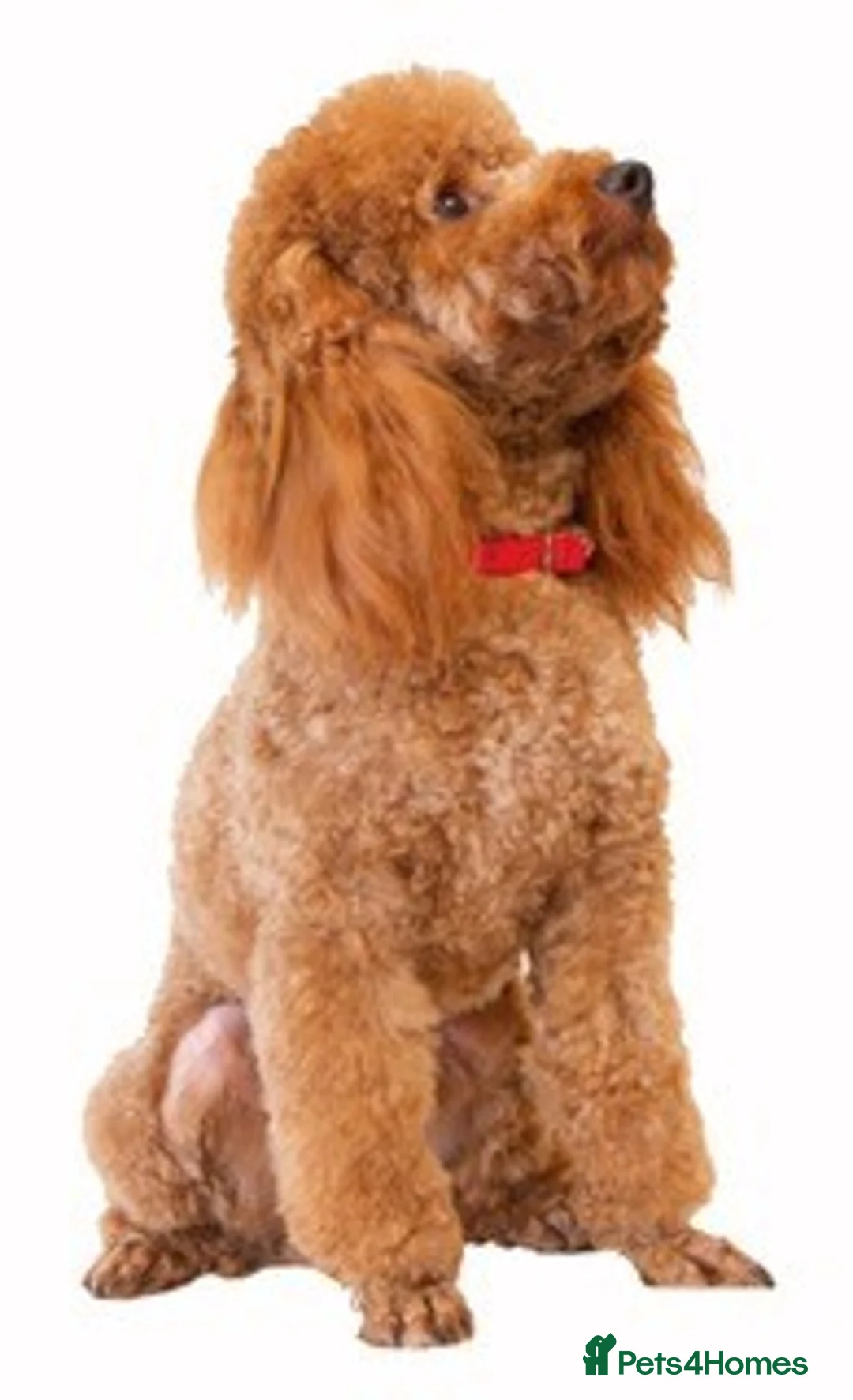 Miniature Poodle dogs for stud: Quality, Red Mini Poodle Stud, DNA Health Tests in Market Drayton - Advert 4