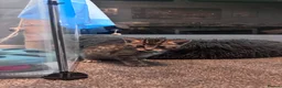 Bengal cats for sale: 5 mixed bengal kittens - Advert 13