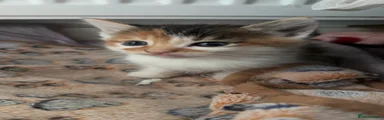 Calico