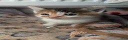 Mixed Breed cats for sale: 4 Adorable Girl kittens for new homes!! - Advert 5