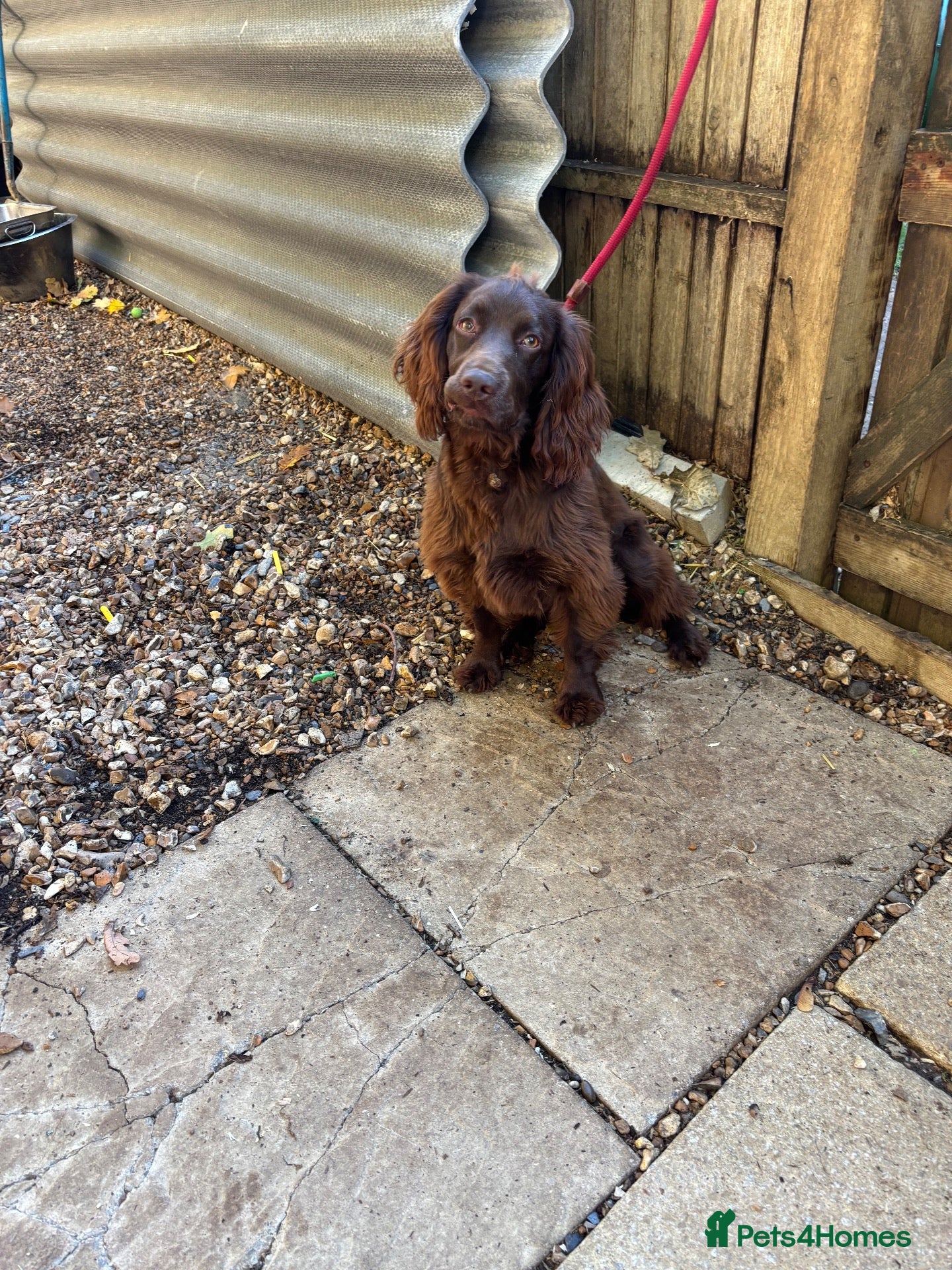 Cocker Spaniel dogs Working cocker spaniel bitch - Advert 2