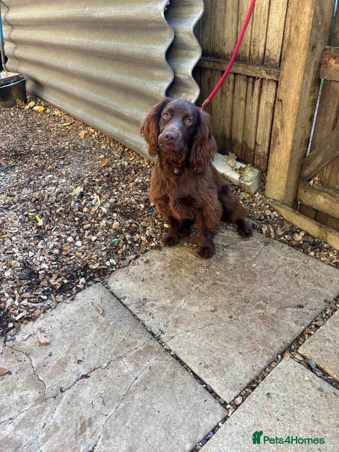 Cocker Spaniel dogs for sale: Working cocker spaniel bitch - Advert 2