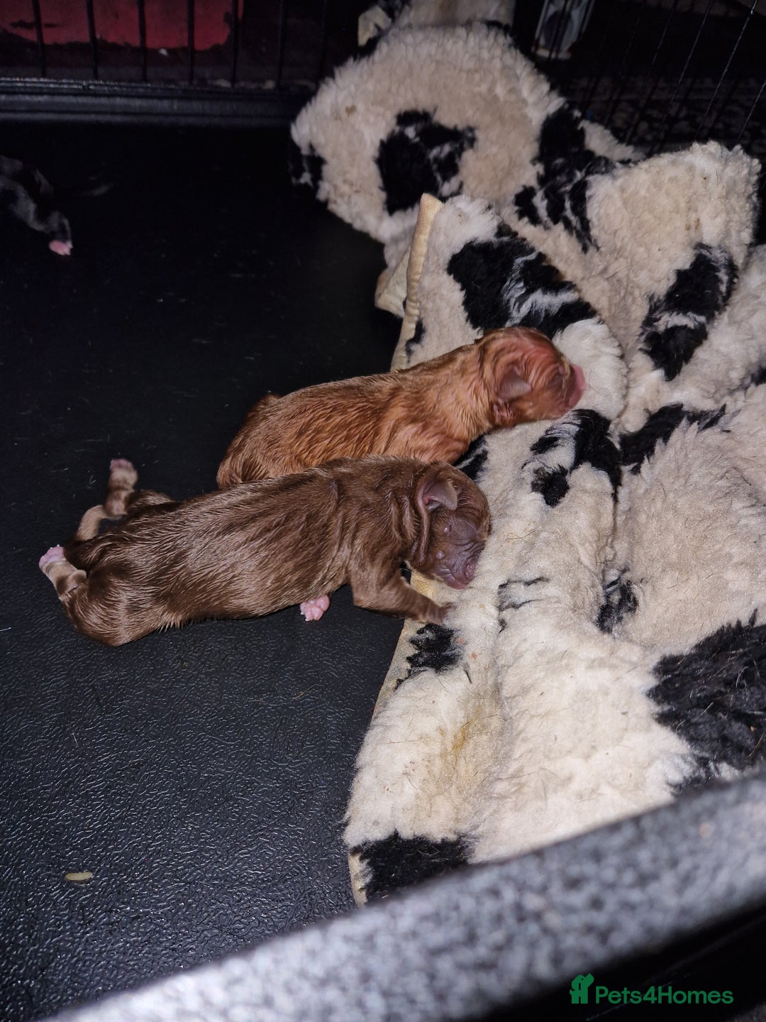 Mixed Breed dogs for sale: Presa/American Johnson bulldog - Image 11