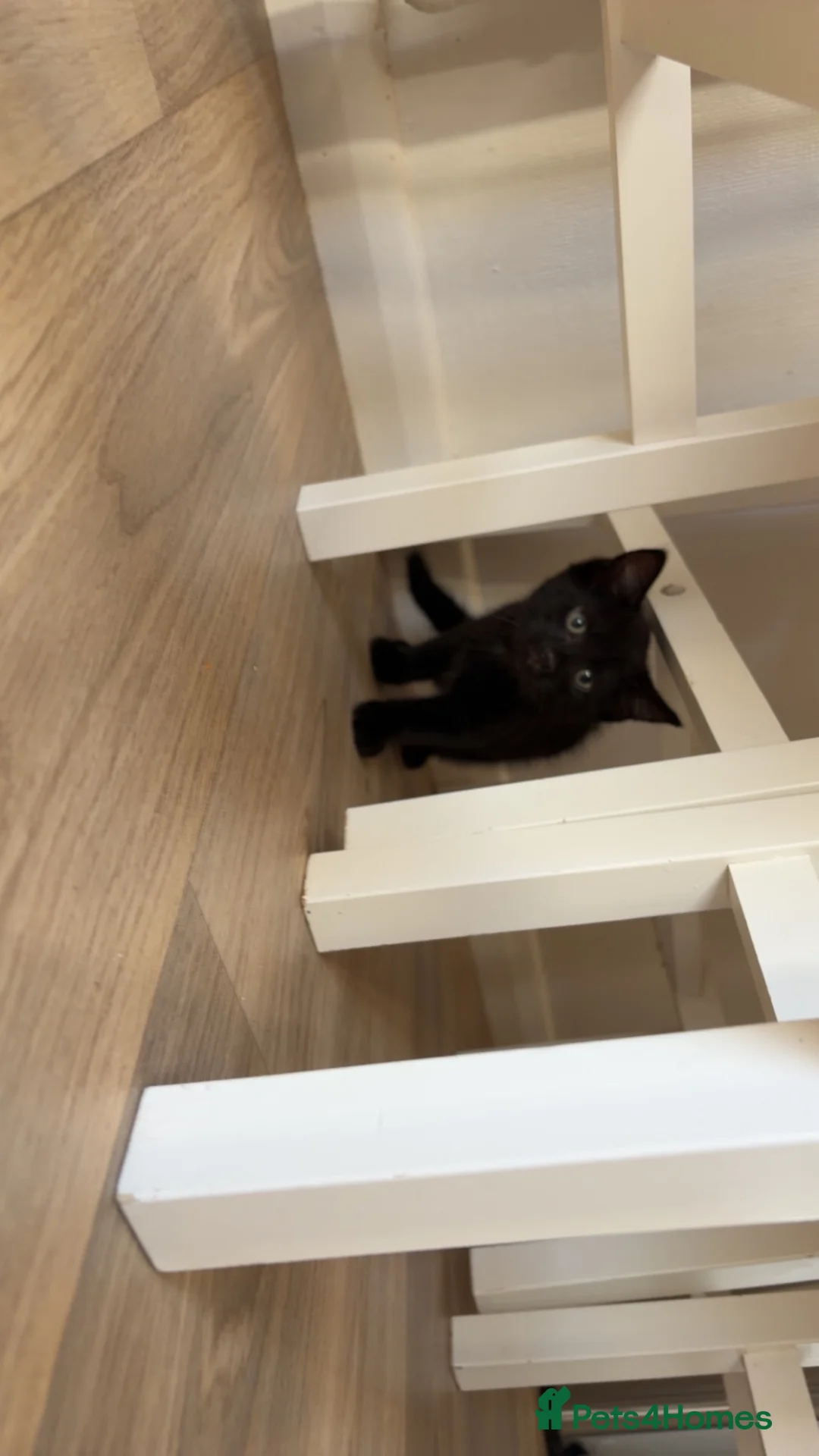 Mixed Breed cats for sale: Male kitten - Advert 3