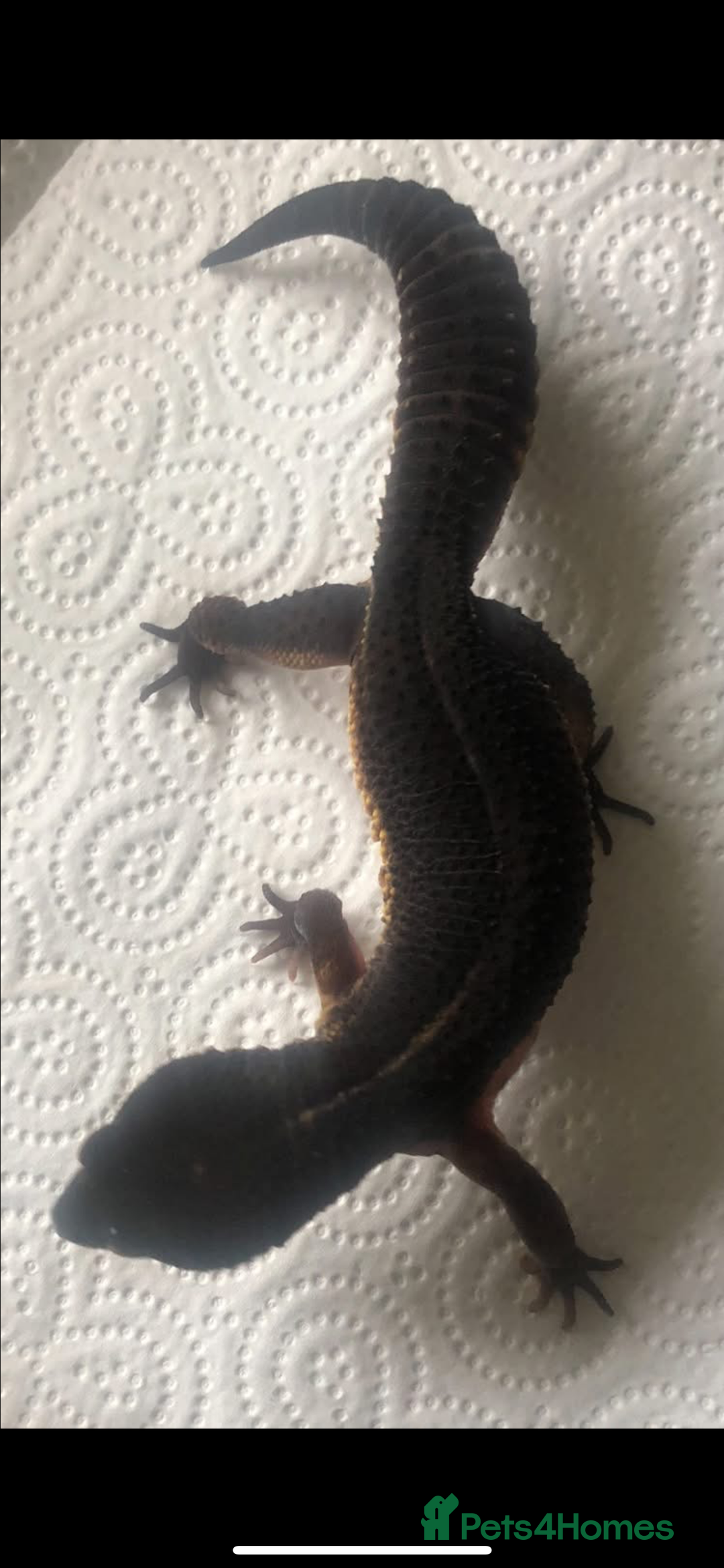 Leopard Gecko reptiles for sale: 3 x pure black night leopard geckos - Advert 6