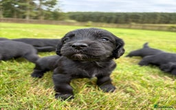 Cocker Spaniel dogs for sale: KC Reg’d Cocker Spaniel Puppies - Image 9