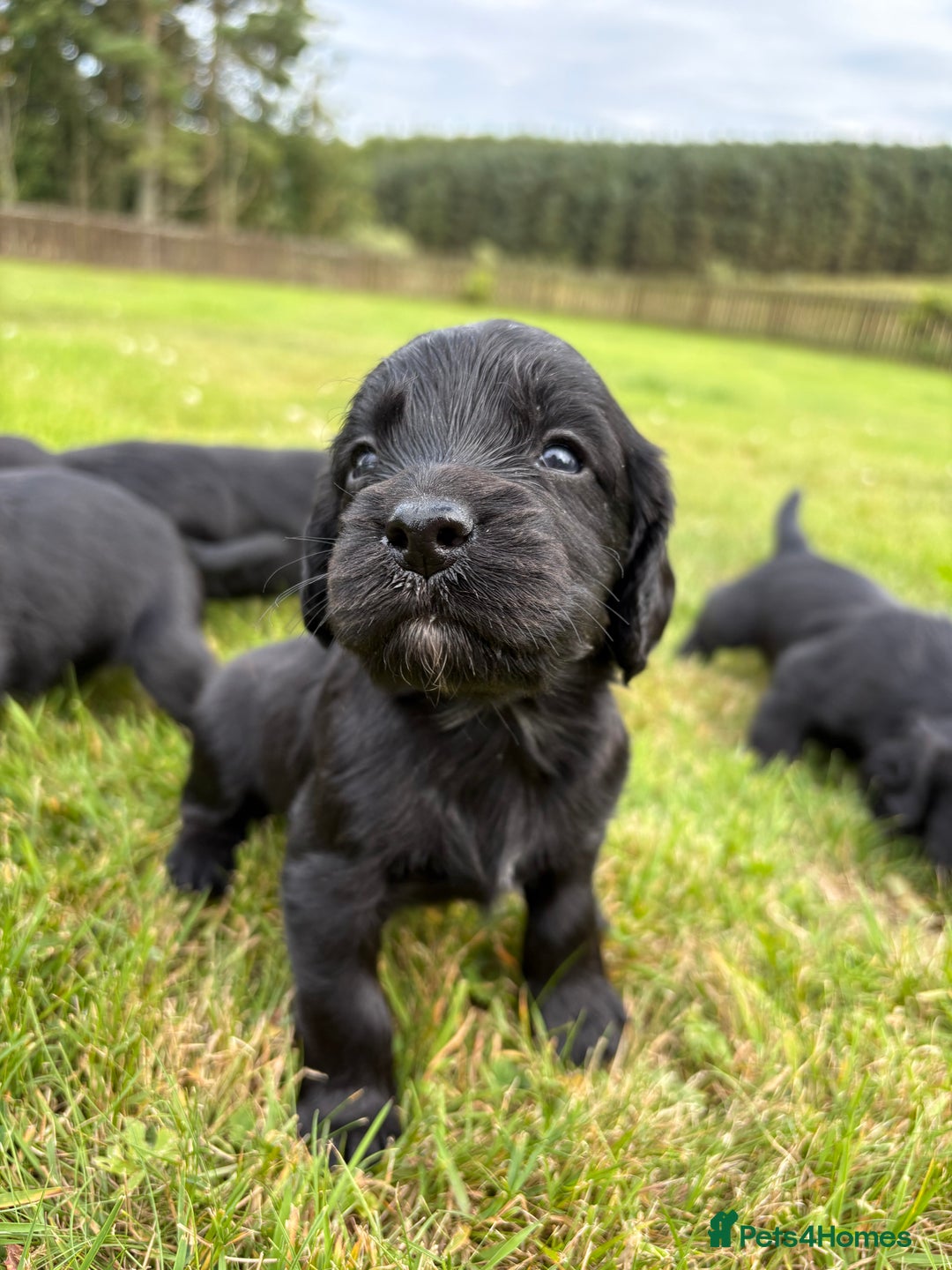 Cocker Spaniel dogs for sale: KC Reg’d Cocker Spaniel Puppies - Image 9