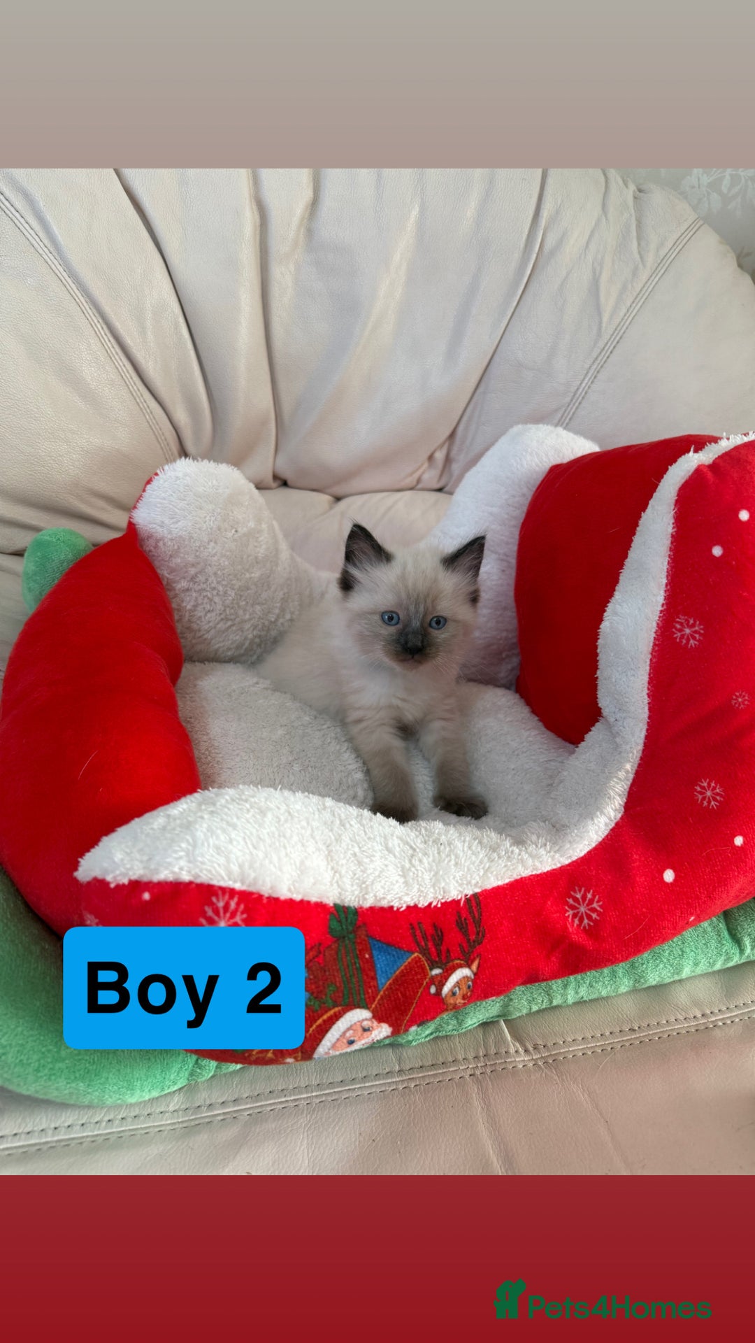Ragdoll cats for sale: Stunning litter of ragdoll kittens  - Advert 23