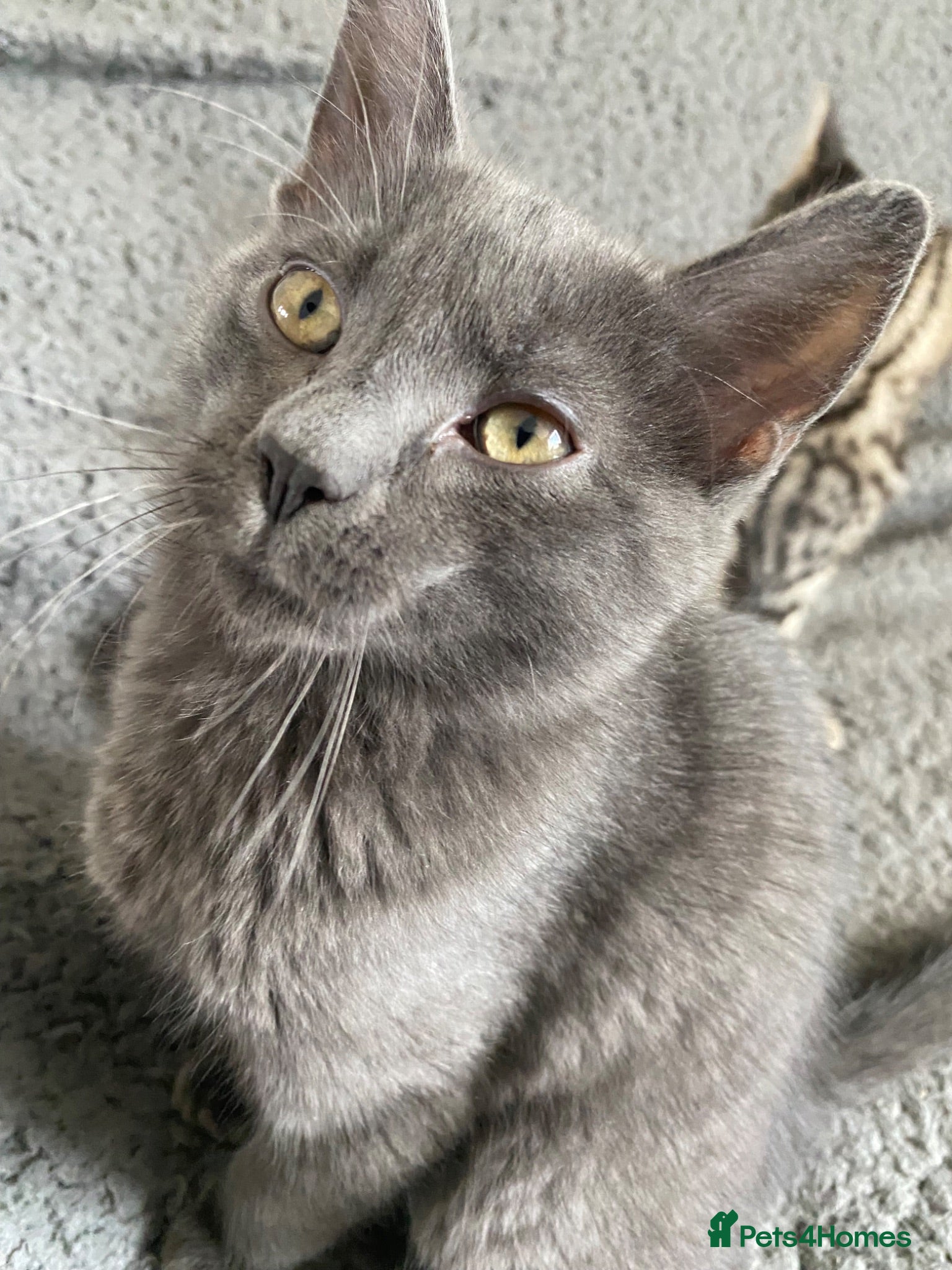 Mixed Breed cats Cutest Mixed Kittens! - Advert 15