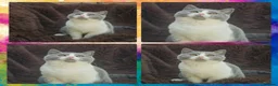 British Shorthair cats for sale: Perfect girl british shorthair kitten - Advert 15