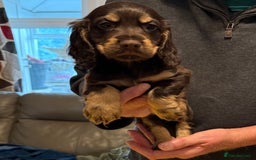 Cocker Spaniel dogs for sale: Cocker spaniel puppies-show type - Image 4