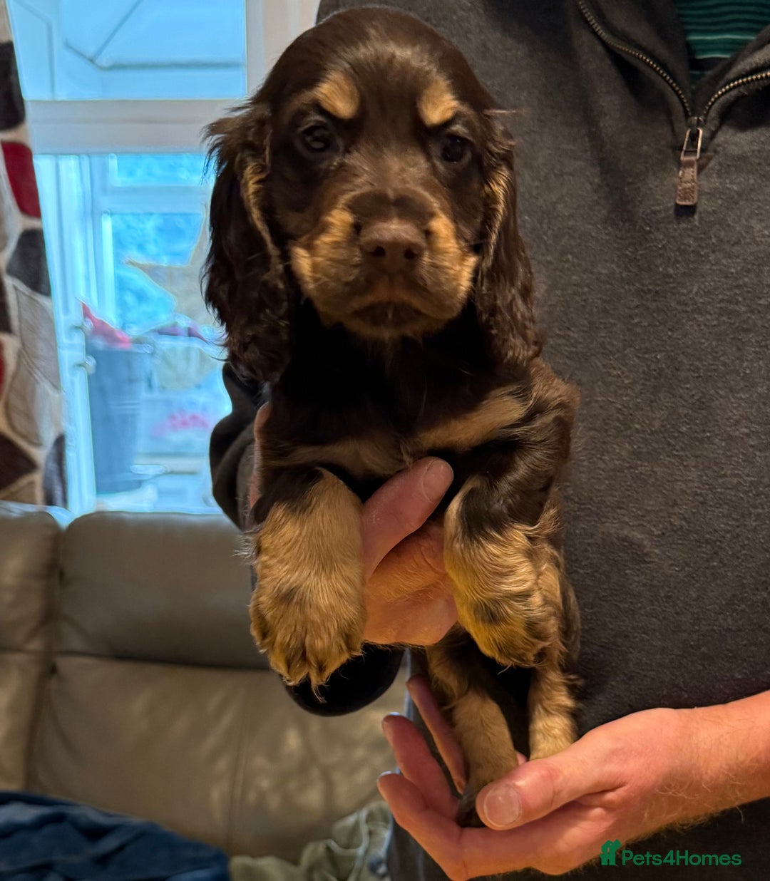 Cocker Spaniel dogs for sale: Cocker spaniel puppies-show type - Image 4