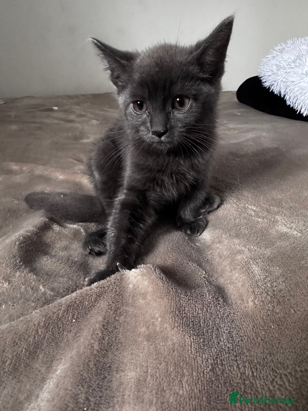 Mixed Breed cats for sale:  4 Kittens British long & short hair mixed breed. - Advert 22