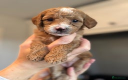 Cockapoo dogs for sale: Stunning litter of F1bb cockapoo’s  - Advert 3