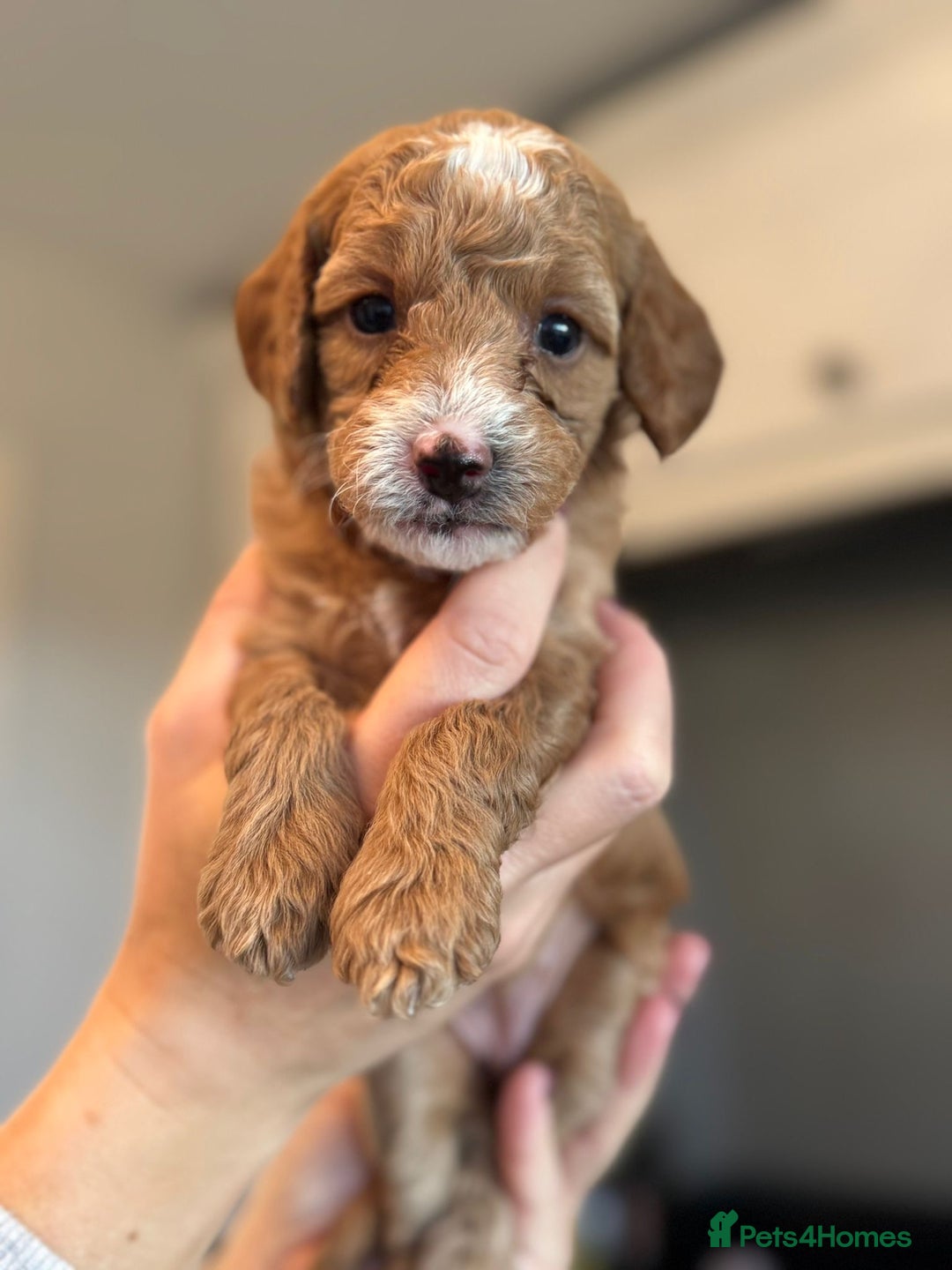 Cockapoo dogs for sale: Stunning litter of F1bb cockapoo’s  - Advert 3