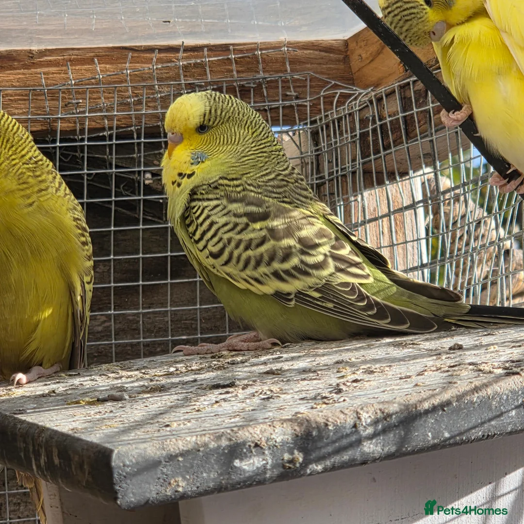 Finches birds for sale: Zebra / budgies available  in Swadlincote - Advert 4