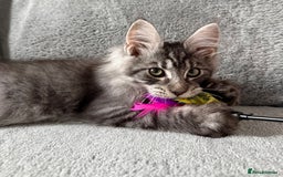 Maine Coon cats for sale: Maine Coon Kittens TICA Registered Cattery  - Image 2
