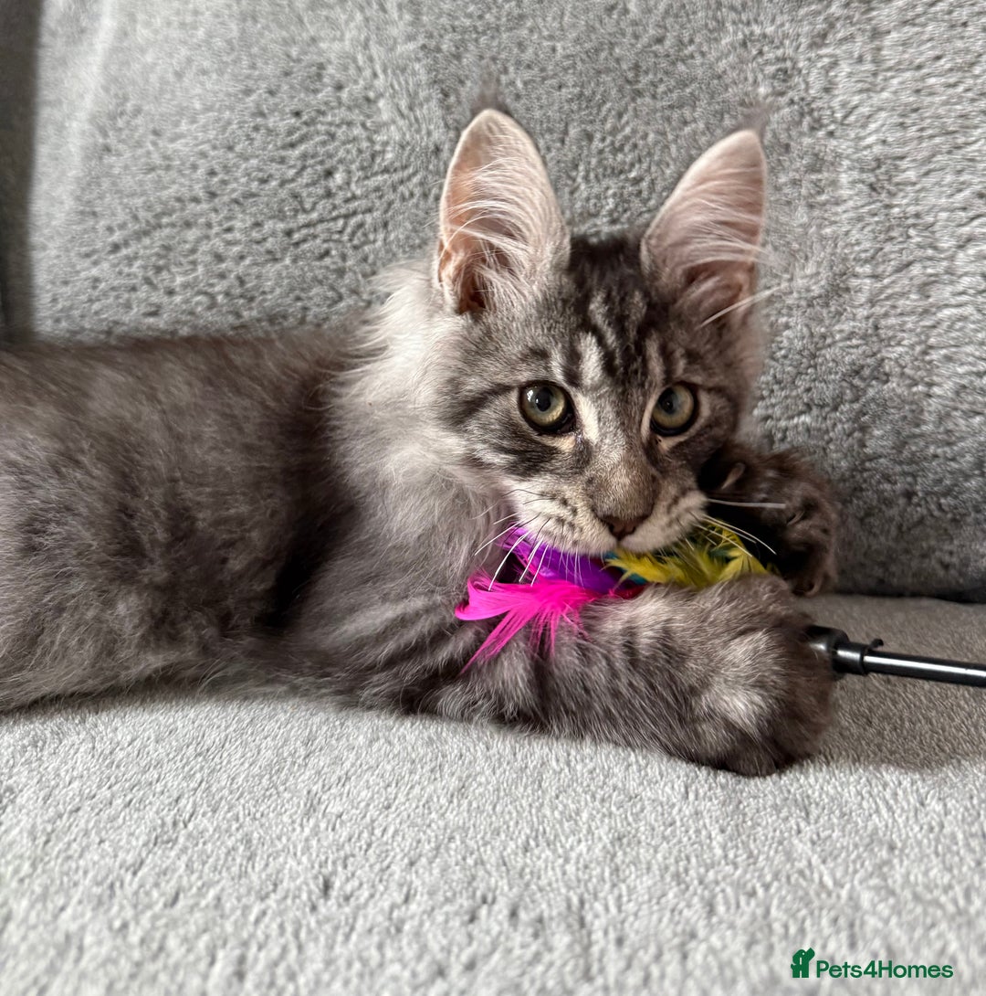 Maine Coon cats for sale: Maine Coon Kittens TICA Registered Cattery  - Image 2