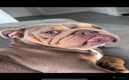 English Bulldog dogs for sale: English bulldog  - Image 5