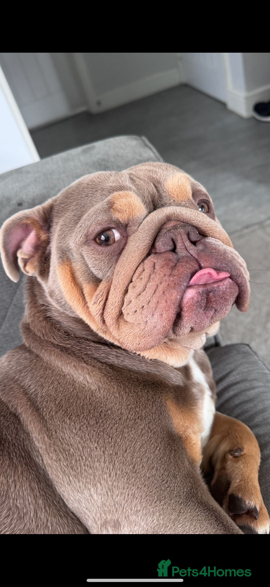 English Bulldog dogs for sale: English bulldog  - Image 5
