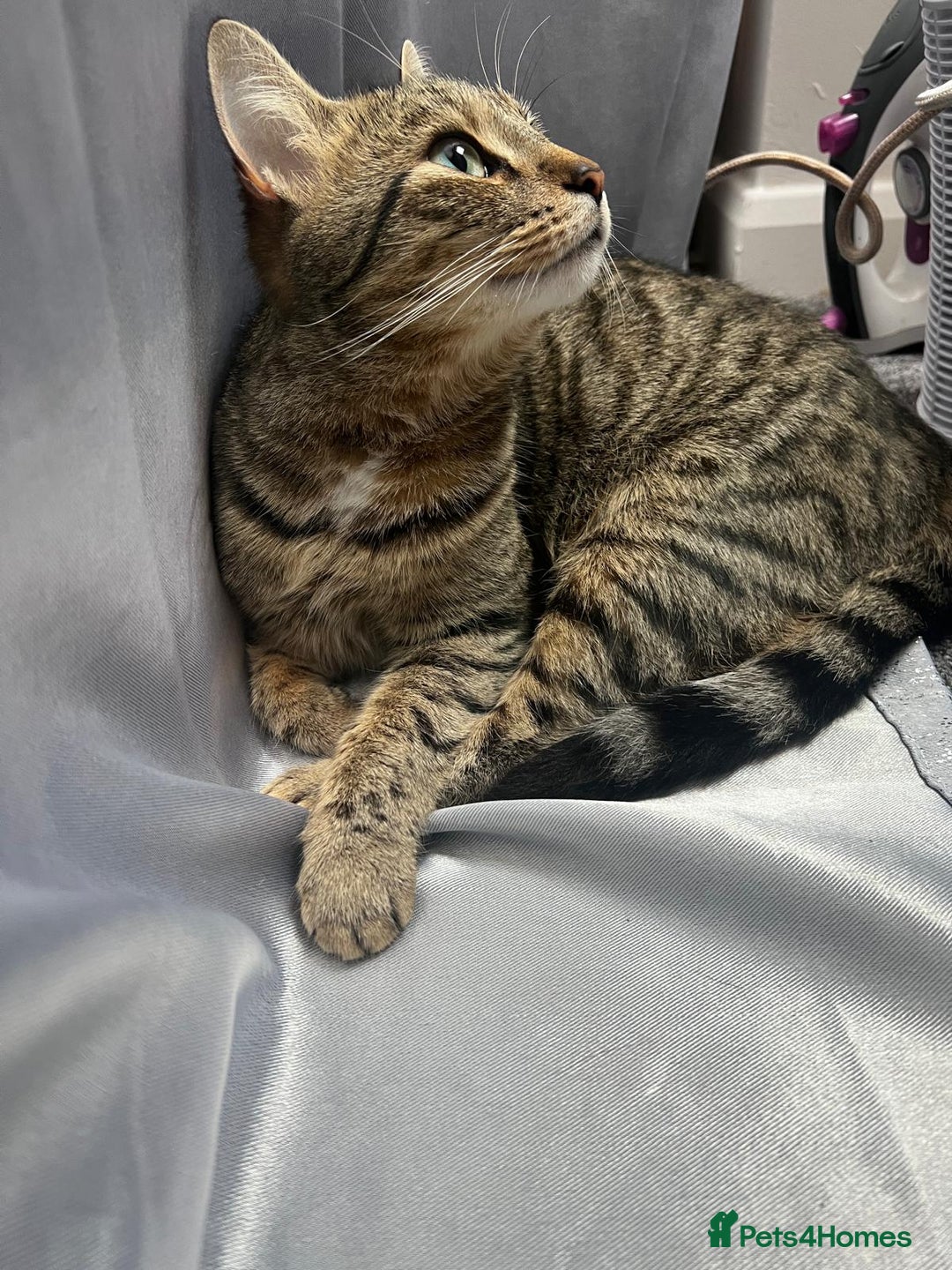 Mixed Breed cats for sale: Kiittens for sale - Advert 3