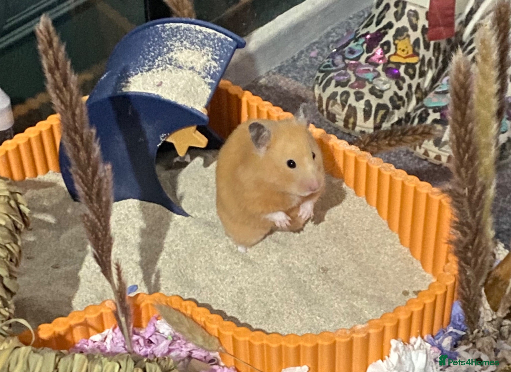 Hamster rodents Female Syrian Hamster - Judi  - Advert 2